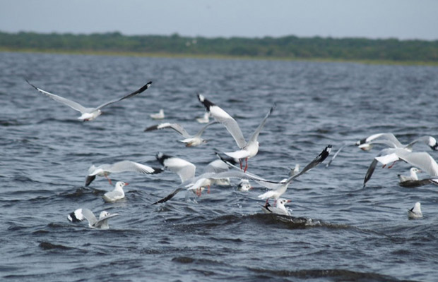 Siem Reap Bird Watch Day Tour